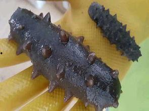 烟台海参爆料视频大全最新  第3张